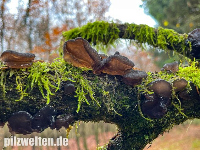 Abgestutzter Drüsling, Stoppeliger Drüslinge, Exidia glandulosa