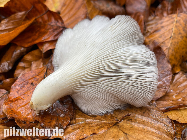 Austernseitling, Austernpilz, Kalbfleischpilz, Pleurotus ostreatus