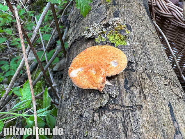 Bienenwabenporling, Waben-Stielporling, Neofavolus alveolaris