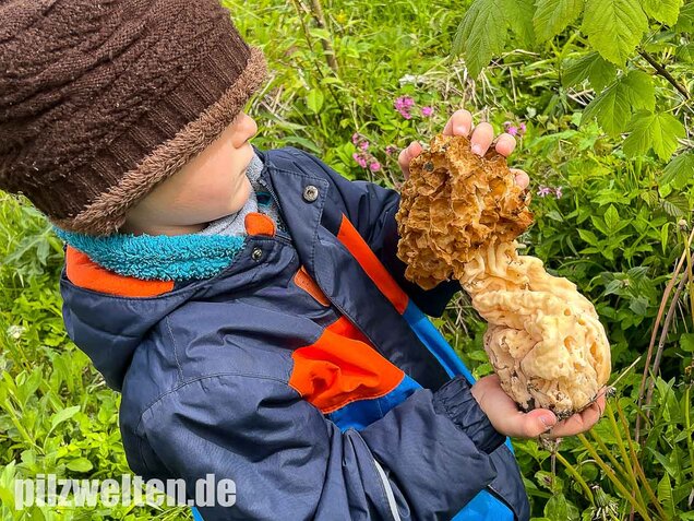 Dickfüßige Speisemorchel, Morchella crassipes