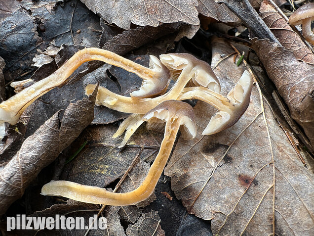 Fettigglänzender Häubling, Blätter-Scheinschüppling, Meottomyces dissimulans