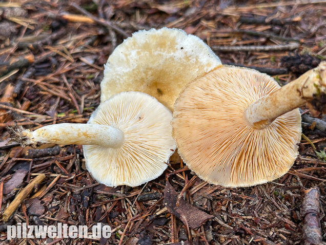 Flaumiger Moormilchling, Lactarius scoticus