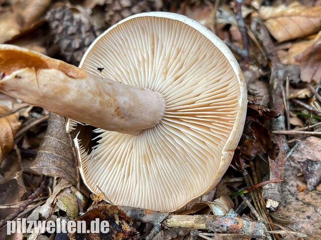 Fleischblasser Milchling, Lactarius pallidus