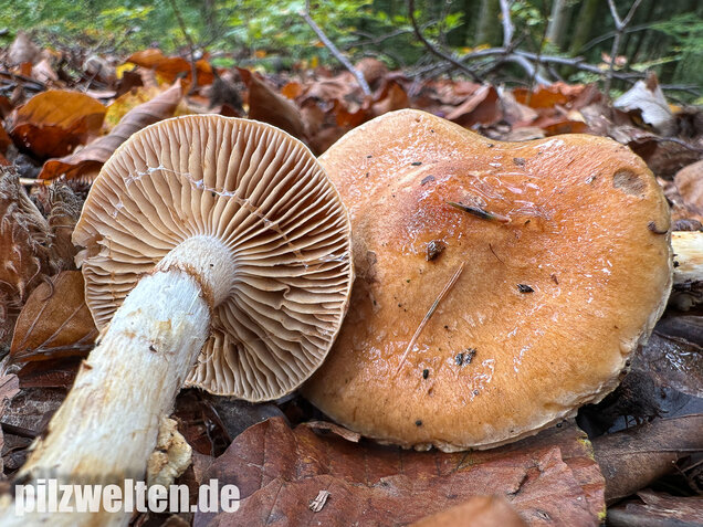 Fuchsigbrauner Schleimkopf, Phlegmacium vulpinum
