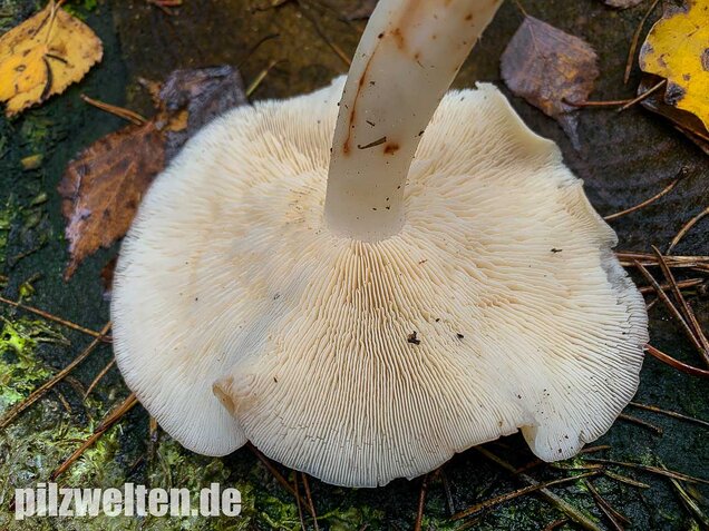 Gefleckter Rosasporrübling, Rhodocollybia maculata