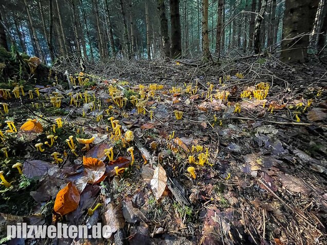 Trompetenpfifferling, Craterellus tubaeformis