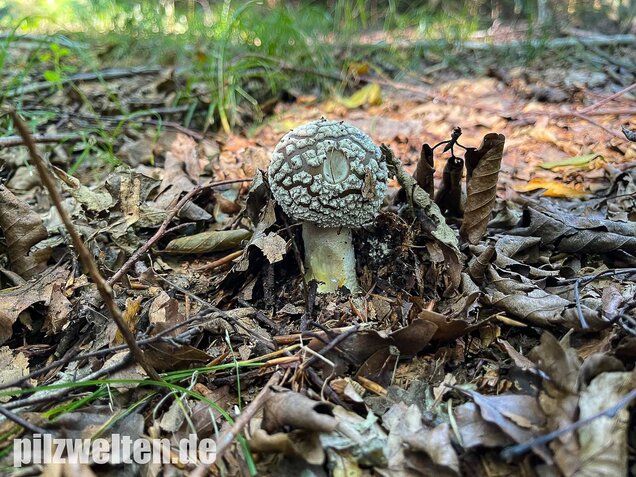 Grauer Wulstling, Amanita excelsa