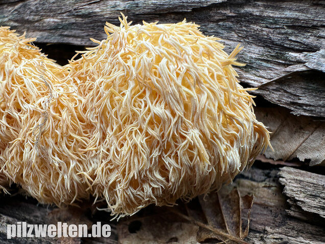 Igelstachelbart, Lion's mane Mushroom, Hericium erinaceus