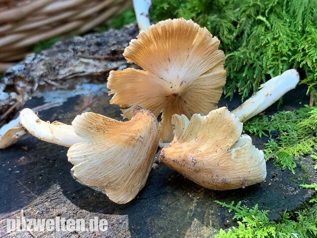 Kegeliger Risspilz, Inocybe rimosa