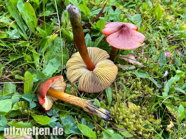 Kegeliger Saftling, Schwärzender Saftling, Hygrocybe conica
