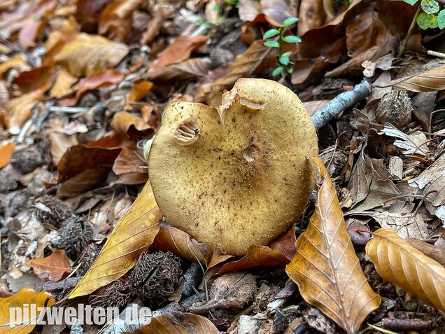 Laubholzhallimasch, Armillaria gallica