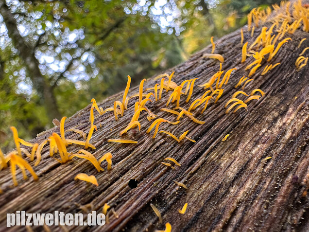 Laubholzhörnling, Calocera cornea