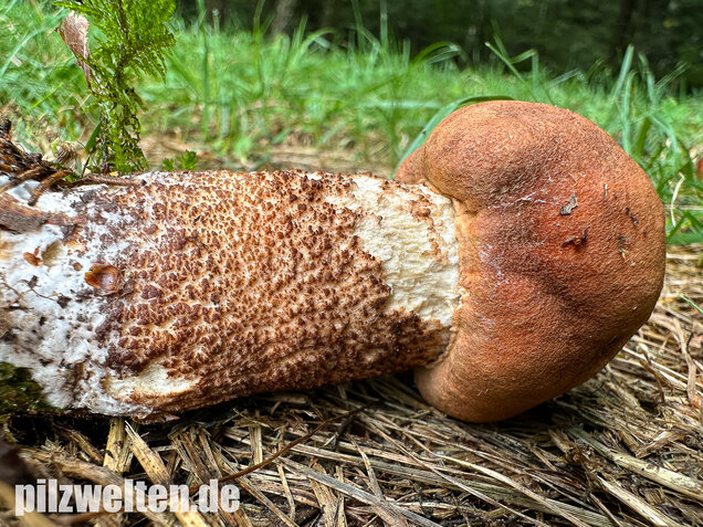 Laubwald-Rotkappe, Eichenrotkappe, Leccinum aurantiacum