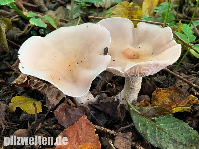 Lavendelfarbener Rötelritterling, Lepista glaucocana