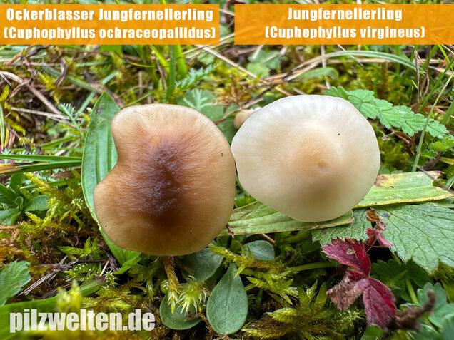 Ockerblasser Jungfernellerling, Cuphophyllus ochraceopallidus