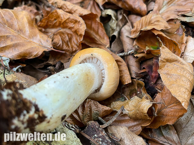 Orangeschneckling, Terpentinschneckling, Hygrophorus pudorinus