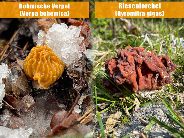 Böhmische Verpel, Verpa bohemica