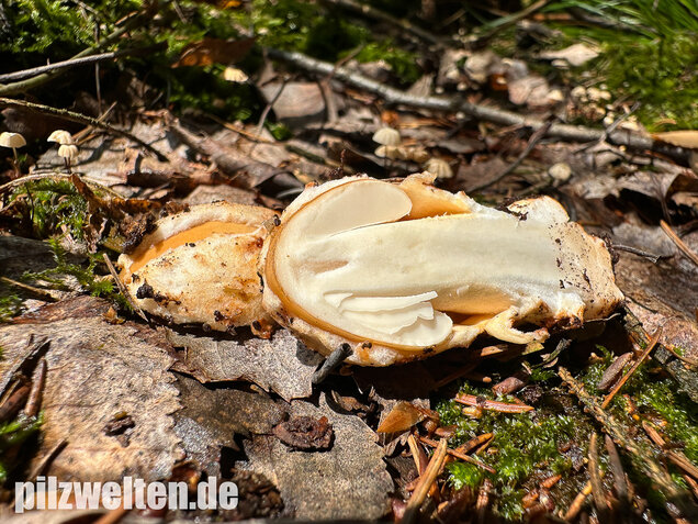 Rotbrauner Scheidenstreifling, Amanita fulva