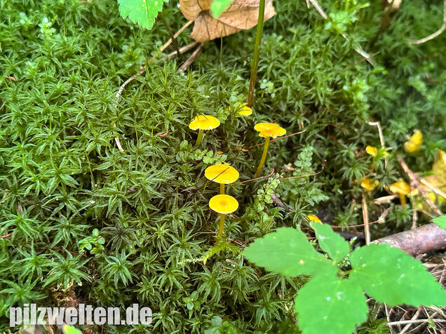 Schleimfußsaftling, Klebriger Saftling, Hygrocybe glutinipes