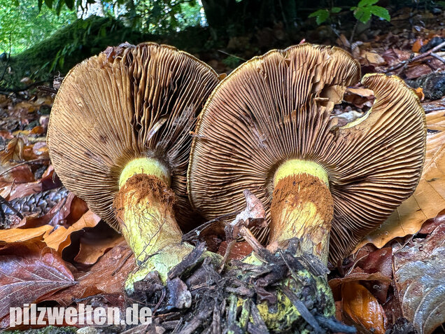 Schwarzgrüner Klumpfuß, Calonarius atrovirens