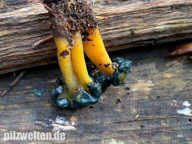 Schwarzgrünes Gallertkäppchen, Leotia viscosa