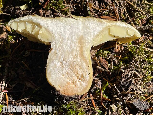 Seifenritterling, Tricholoma saponaceum