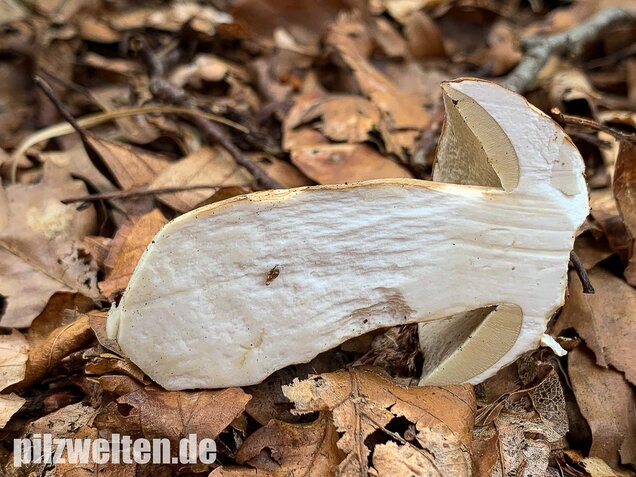 Sommersteinpilz, Boletus aestivalis