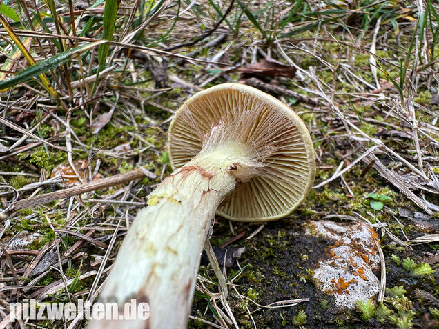 Stinkender Schleimkopf, Gelber Schleimkopf, Phlegmacium mussivum
