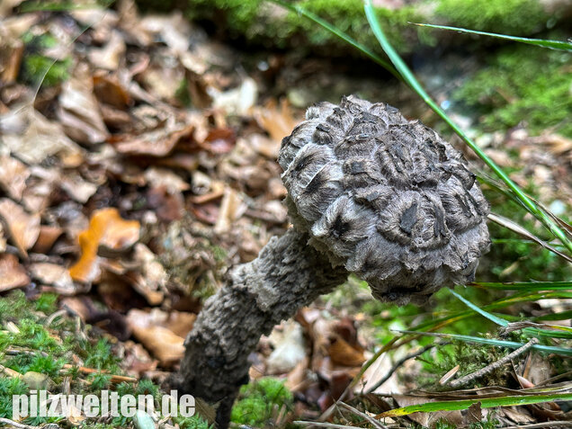 Strubbelkopfröhrling, Strobilomyces strobilaceus