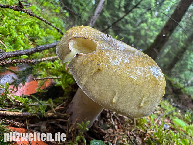 Violettstieliger Pfirsichtäubling, Russula violeipes