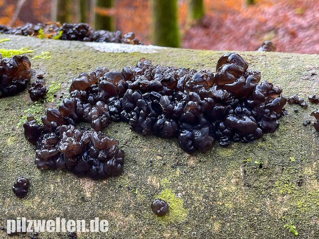 Warziger Drüsling, Exidia nigricans