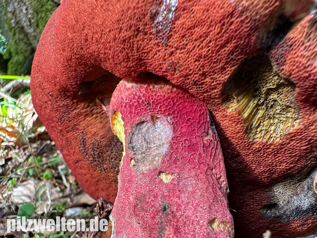 Weinroter Purpurröhrling, Suillellus rubrosanguineus