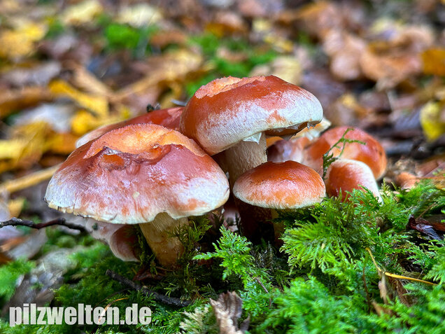 Ziegelroter Schwefelkopf, Hypholoma lateritium