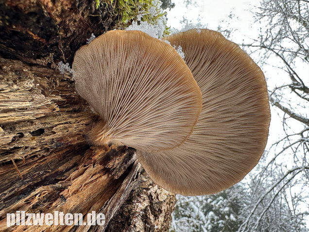 Austernseitling, Austernpilz, Kalbfleischpilz, Pleurotus ostreatus