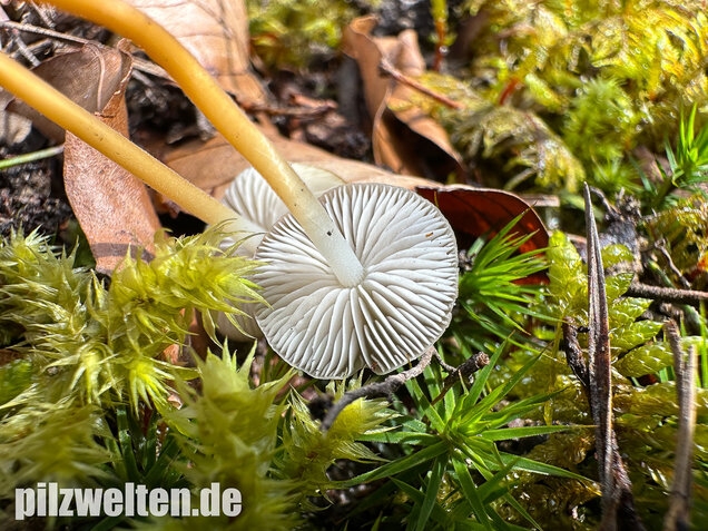 Bitterer Kiefernzapfenrübling, Strobilurus tenacellus