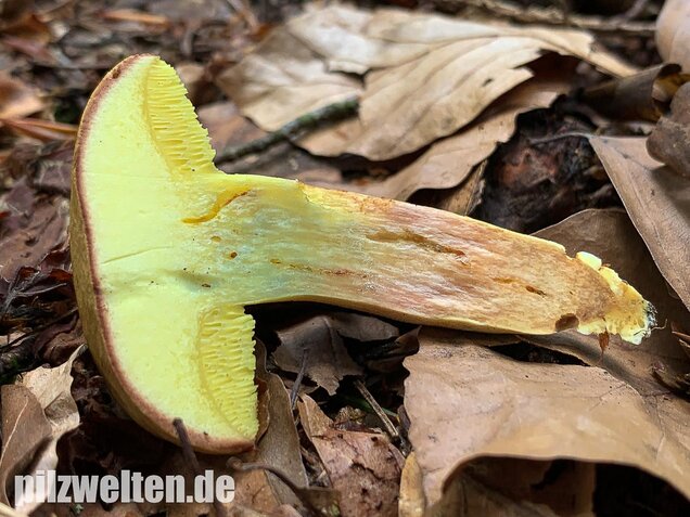 Ziegenlippe, Xerocomus subtomentosus