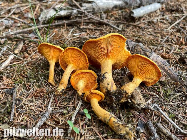 Falscher Pfifferling, Afterleistling, Hygrophoropsis aurantiaca