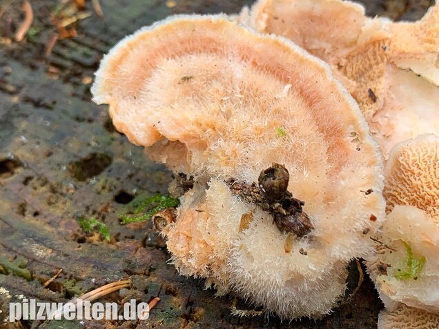 Gallertfleischiger Fältling, Phlebia tremellosa