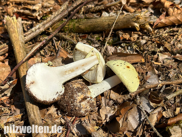 Gelber Knollenblätterpilz, Amanita citrina