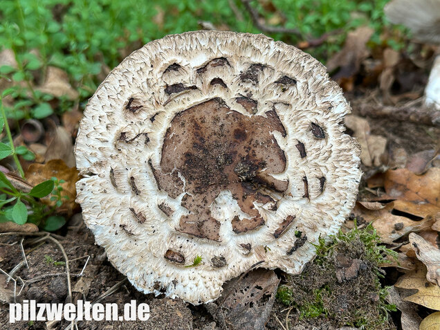 Gerandetknolliger Safranschirmling, Chlorophyllum brunneum