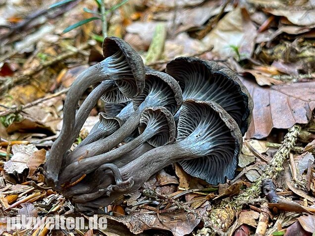 Grauer Pfifferling, Craterellus cinereus