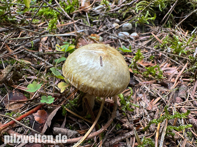 Gelbfleischiger Lärchenröhrling, Bresadolas Lärchenröhrling, Suillus bresadolae