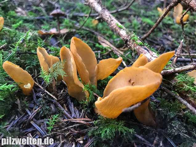 Hasenohrbecherling, Otidea leporina