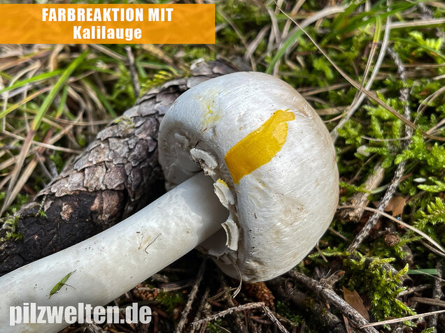 Karbolchampignon, Agaricus xanthodermus