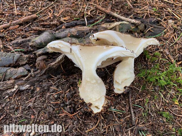 Keulenfüßiger Trichterling, Ampulloclitocybe clavipes