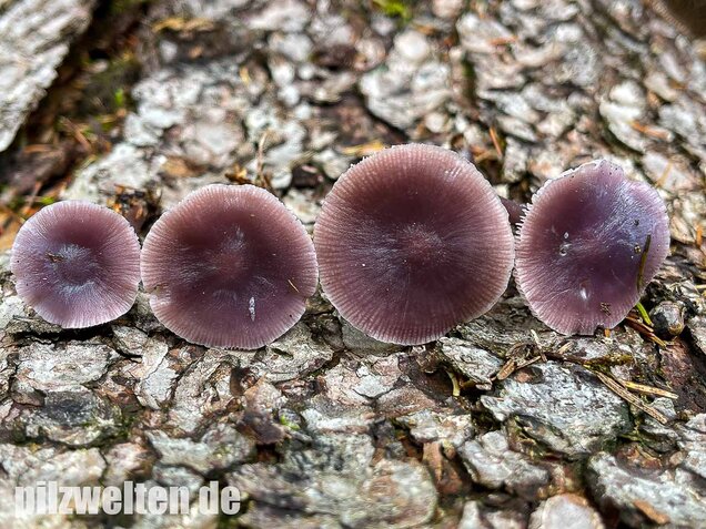Lila Rettichhelmling, Mycena pura