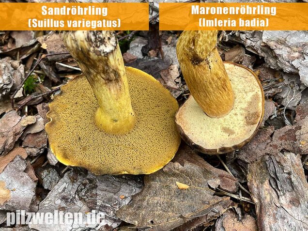 Maronenröhrling, Imleria badia