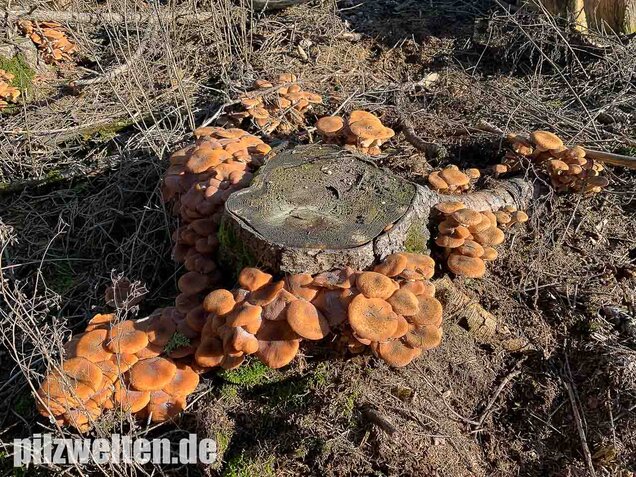 Nadelholzhallimasch, Armillaria ostoyae