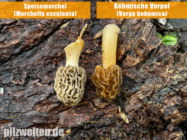 Böhmische Verpel, Verpa bohemica