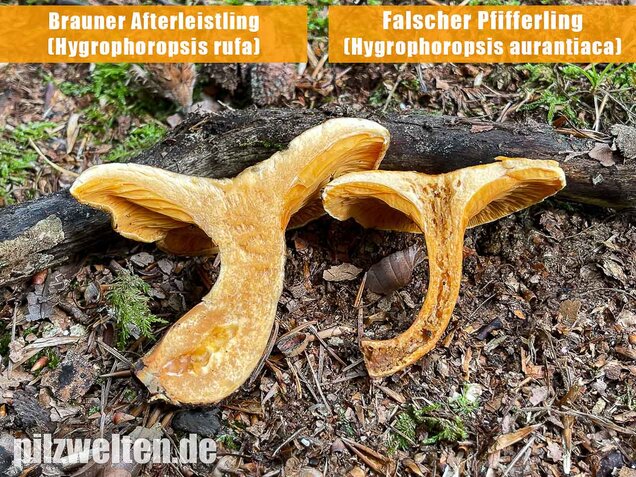 Falscher Pfifferling, Afterleistling, Hygrophoropsis aurantiaca